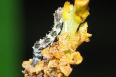 Caterpillar on Leaf Litter Plant photo